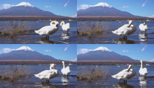 美丽的富士山与枫树在秋天的日本高清在线视频素材下载