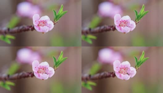 粉红桃花源从花蕾到盛开的视频，4k视频。高清在线视频素材下载