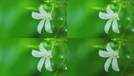 白色的花在雨的气氛中高清在线视频素材下载