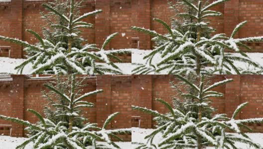 冬天院子。雪花落在一棵年轻的圣诞树上。新年的心情。大自然装饰了树枝。白雪覆盖的植物在砖墙的房子的背景。高清在线视频素材下载