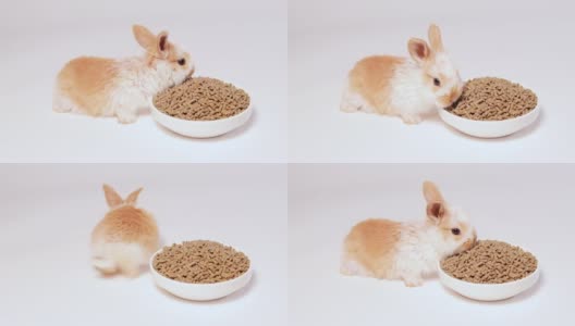 可爱的姜小兔子在白色的背景上吃配合饲料。兔子的食物。为宠物提供均衡的宠物食品。高清在线视频素材下载
