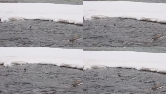 小水鸟在冰天雪地里嬉戏高清在线视频素材下载