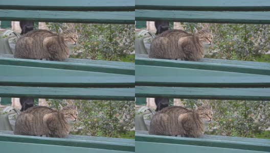 大毛绒绒的黑猫来了，吓到坐在阳光明媚的春天公园的绿色古董长凳上的朋友高清在线视频素材下载