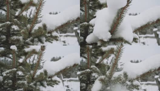 云杉枝与雪帽特写高清在线视频素材下载