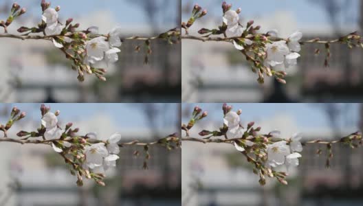 樱花(日本的樱花)。一段粉色花朵在春天迎风摇曳的视频。高清在线视频素材下载