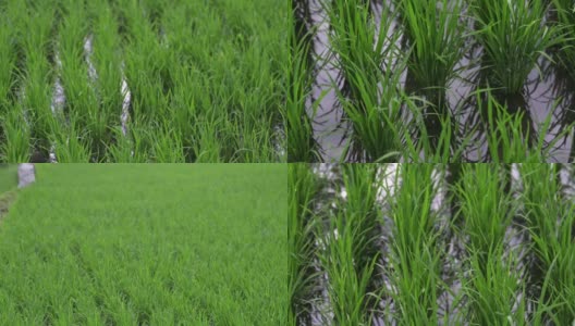 背景观新绿田夏季健康稻谷。商业农业卫生农场控制植物工业高清在线视频素材下载