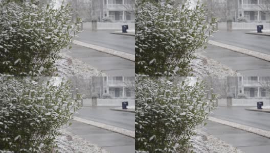 灌木上开始积雪高清在线视频素材下载