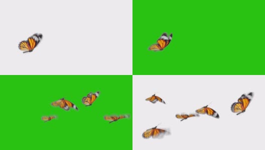 美丽的橙色蝴蝶帝王(Danaus Plexippus)飞在白色和绿色背景的特写。无缝3d动画与绿色屏幕阿尔法通道。高清在线视频素材下载