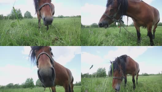 一匹马在草地上吃草。吃青草。他摇摇头，赶走了苍蝇。高清在线视频素材下载