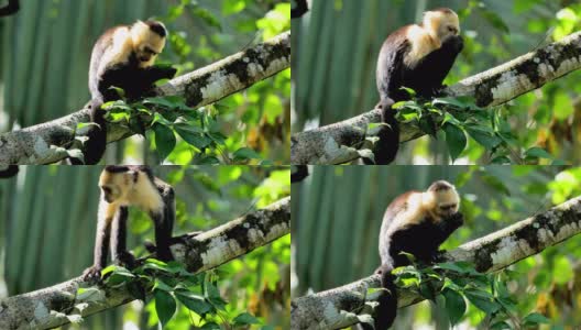 喂养野生卷尾猴:哥斯达黎加高清在线视频素材下载