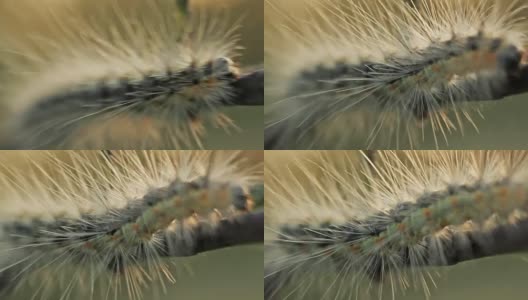蝴蝶毛虫以荨麻为食高清在线视频素材下载