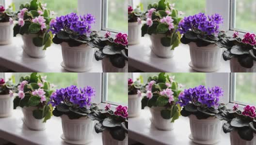 美丽的，盛开的，温柔的紫罗兰，红色的，粉红色的紫罗兰盛开在花盆的窗台上高清在线视频素材下载