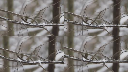 近距离镜头，霜冻的树枝下的雪。冬季森林高清在线视频素材下载