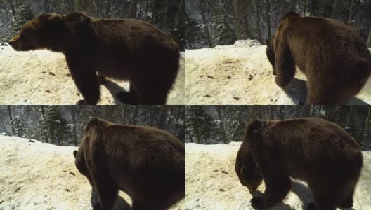 冬天的森林里有棕熊。一只熊在雪地里吃东西。高清在线视频素材下载