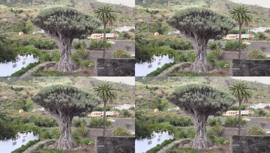 龙蜥是一种古老的树，生长在加那利群岛的特内里费高清在线视频素材下载