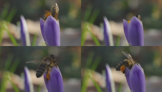 蜜蜂在紫罗兰花里采集花粉和花蜜高清在线视频素材下载