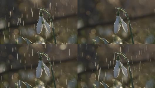 特写:水滴从美丽的雪花莲茎上滑落下来高清在线视频素材下载