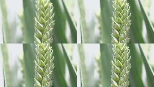 阳光和风下生长的绿色小麦高清在线视频素材下载