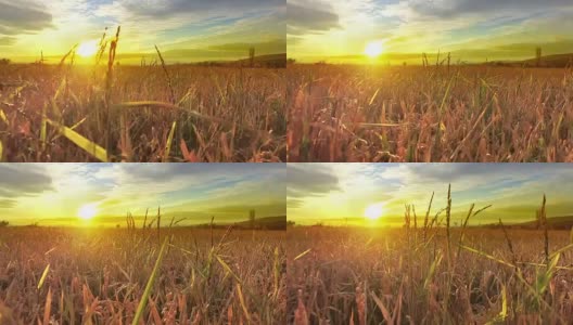 背景的成熟的小麦，水稻，黑麦麦田在日落多云的橙色天空背景复制空间的夕阳光线在地平线上农村草地。丰收的意思高清在线视频素材下载