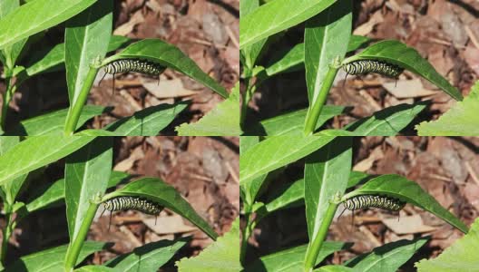黑脉金斑蝶毛虫在吃叶子高清在线视频素材下载