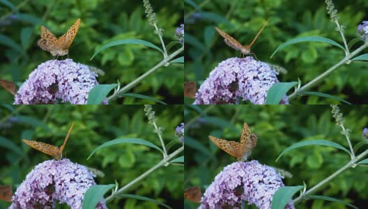 银洗贝母或银蝶坐在蝴蝶丛上高清在线视频素材下载