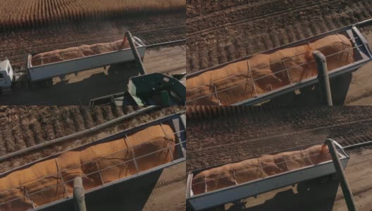 在一片玉米地旁边，一架无人机在收割时将玉米粒倒进一辆谷物运输半卡车的后面高清在线视频素材下载