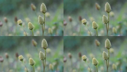 绿色的花高清在线视频素材下载