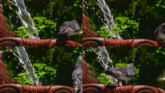 动物鸟鸽子在喷泉水高清在线视频素材下载