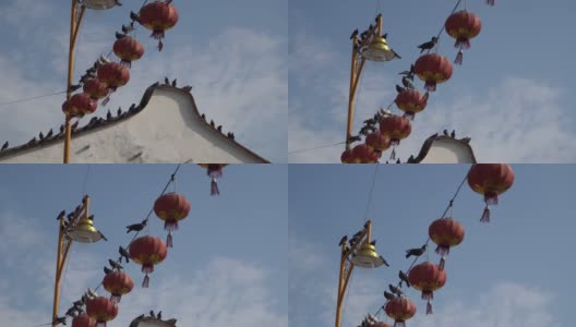 鸽子坐在铁丝红灯笼与背景遗产屋高清在线视频素材下载