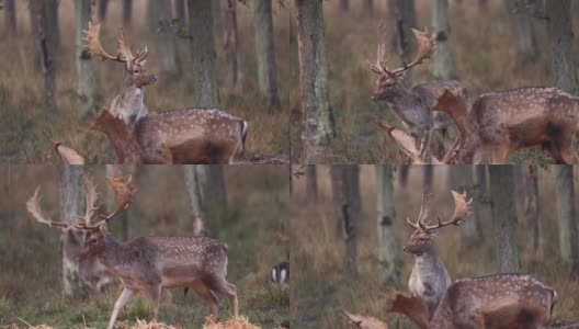 秋天森林里的鹿高清在线视频素材下载