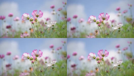 在花园宇宙花的镜头，自然花的概念高清在线视频素材下载