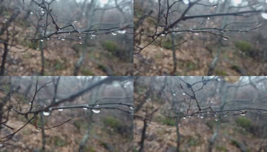雨滴落在森林的树枝上高清在线视频素材下载