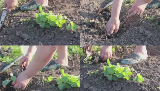 一位身着夏装的老妇人在菜园里种植着多汁的卷心菜幼苗高清在线视频素材下载