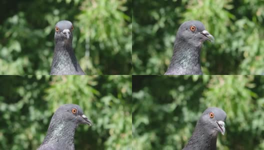 有趣的鸽子正盯着摄像机。慢动作全高清视频。鸽子的肖像在绿色的背景与深焦高清在线视频素材下载