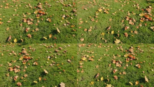 枯黄的枫叶在绿草的背景下。修剪草坪。秋天的风景。大自然的鲜艳色彩。秋叶季节的细节。视频片段。阳光明媚的一天。前视图。副本的空间。高清在线视频素材下载