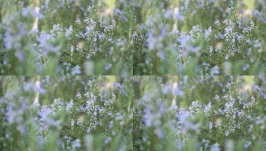 迷迭香鼠尾草在花园，美国加利福尼亚。春天的草甸浪漫气息，晨风，清纯的草木芬芳。春天清新的花园或草地在柔和的焦点。鲜花盛开的时候高清在线视频素材下载