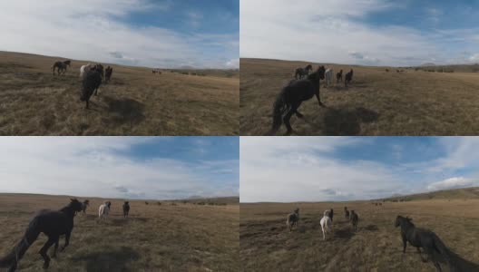 航拍FPV无人机与一大群野马在草原上疾驰高清在线视频素材下载
