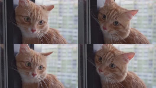 可爱的姜猫特写。美丽的大眼睛。一只美丽的毛茸茸的猫坐在上面高清在线视频素材下载