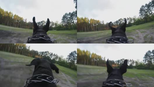 大黑狗背着相机跑高清在线视频素材下载