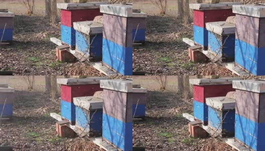 早春在果园、养蜂场、养蜂场成排的蜂箱高清在线视频素材下载