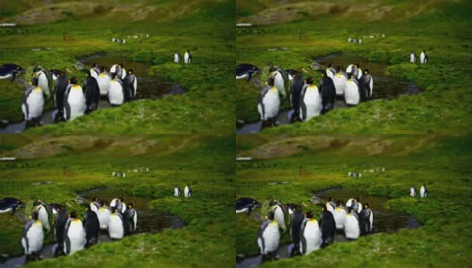 延时拍摄:索尔兹伯里平原上的帝企鹅高清在线视频素材下载