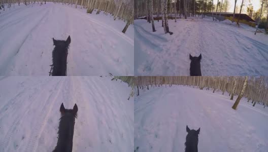 在冬日的树林里骑马。骑在一匹马在冬季森林第一人称gopro。马在冬天的新雪在日落。骑在马在冬天的雪木gopro太阳和日落高清在线视频素材下载