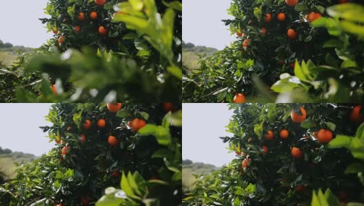 在地中海的橘子林中，橙子挂在树上高清在线视频素材下载