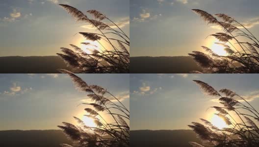 慢镜头山草花在日落的风高清在线视频素材下载