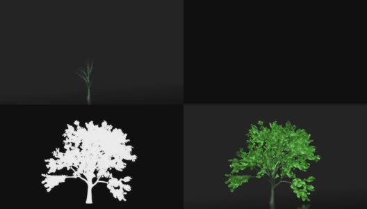树木生长的时间推移，落叶，阿尔法也包括在内高清在线视频素材下载