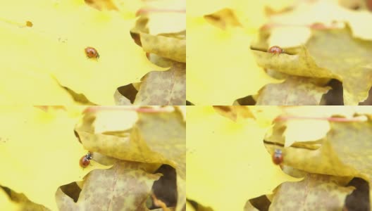 瓢虫在桔黄色的秋天枫叶上高清在线视频素材下载