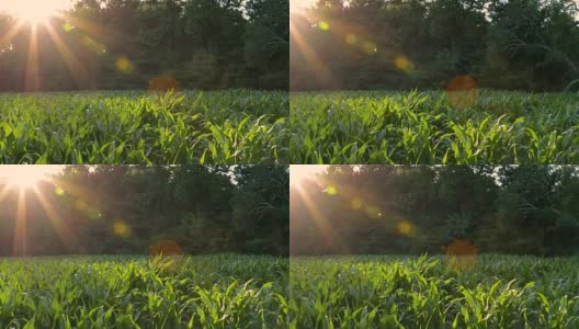 绿色玉米田太阳Flair与昆虫平移视图高清在线视频素材下载