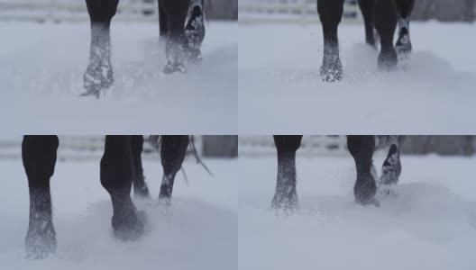 自由度:马蹄行走在新鲜柔软的雪毯在冬天的细节高清在线视频素材下载