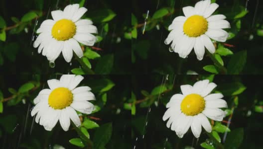 慢镜头近距离拍摄:在盛开的春天，雨点落在雏菊花上高清在线视频素材下载