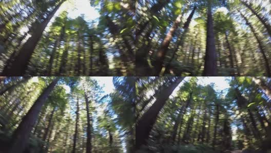 在巨红杉森林迷路的人高清在线视频素材下载